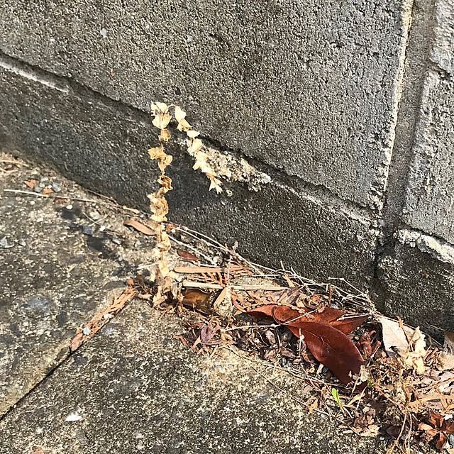 tararaさんの実例写真