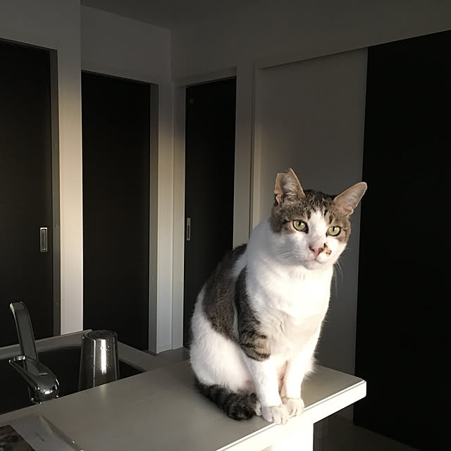 実例写真