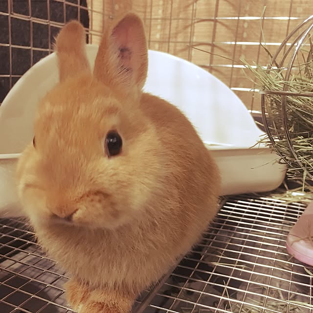 Nobukixさんの実例写真