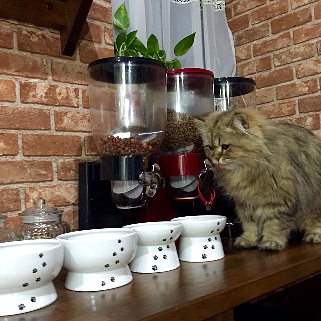 butachanさんの実例写真