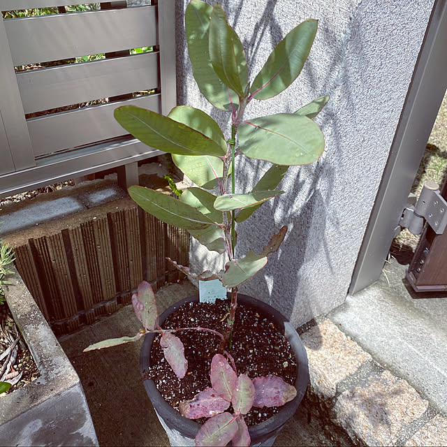 Masamiさんの実例写真
