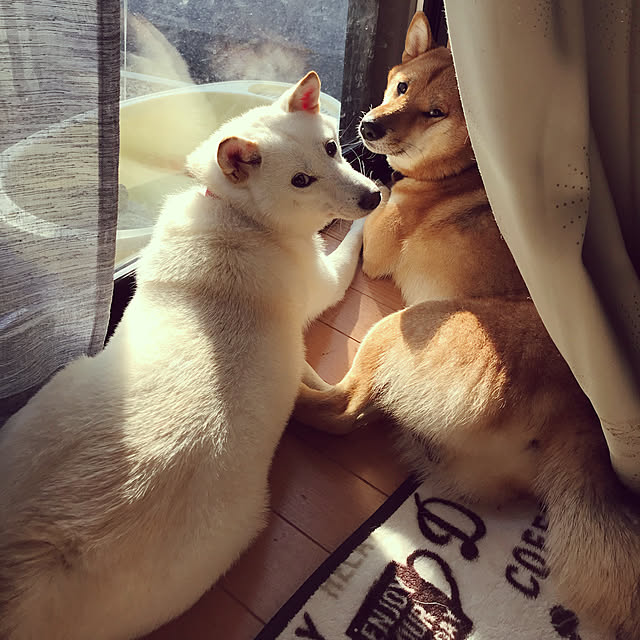 pillowsさんの実例写真