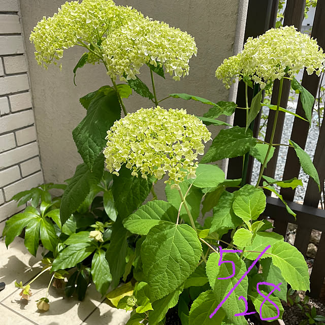 実例写真