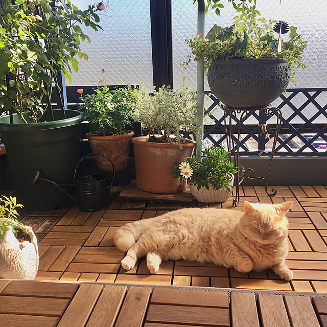 naokoさんの実例写真