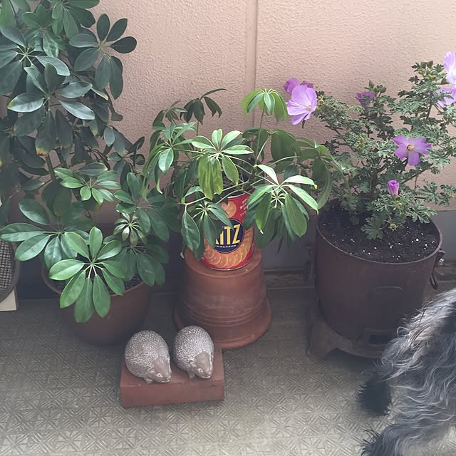 emiさんの実例写真