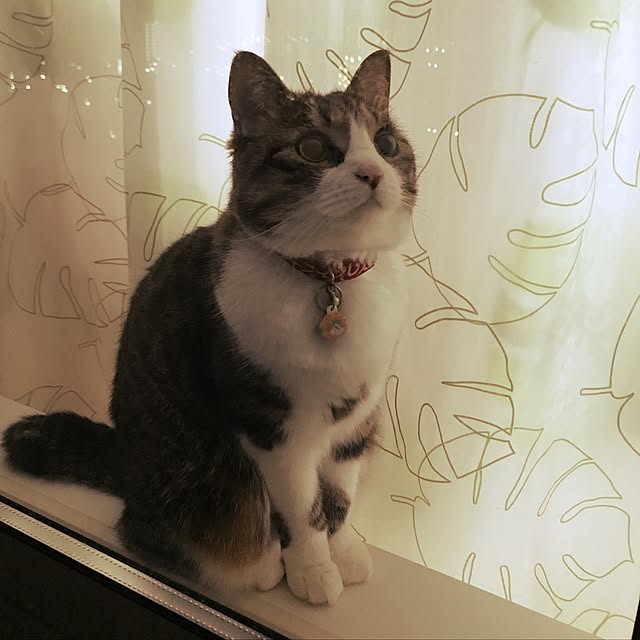 simamuuさんの実例写真