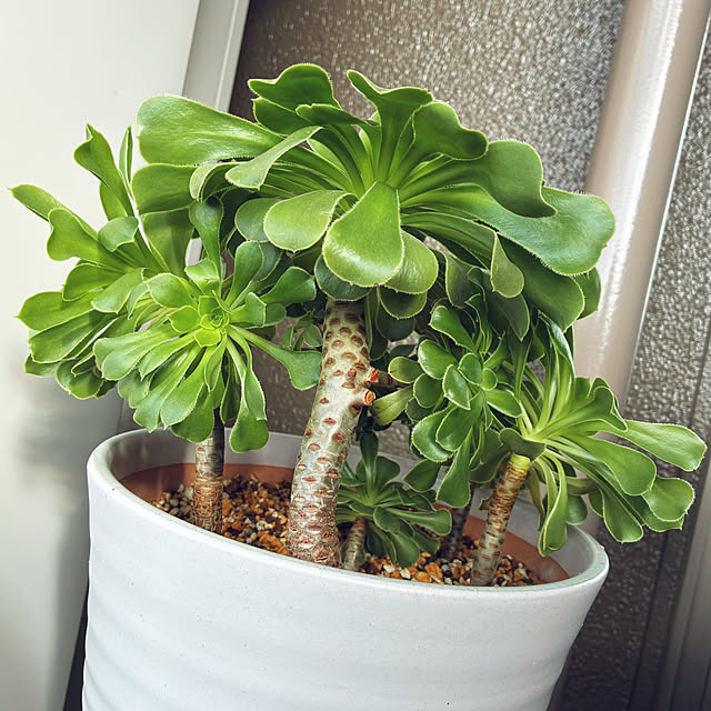 koshiregutyoさんの部屋