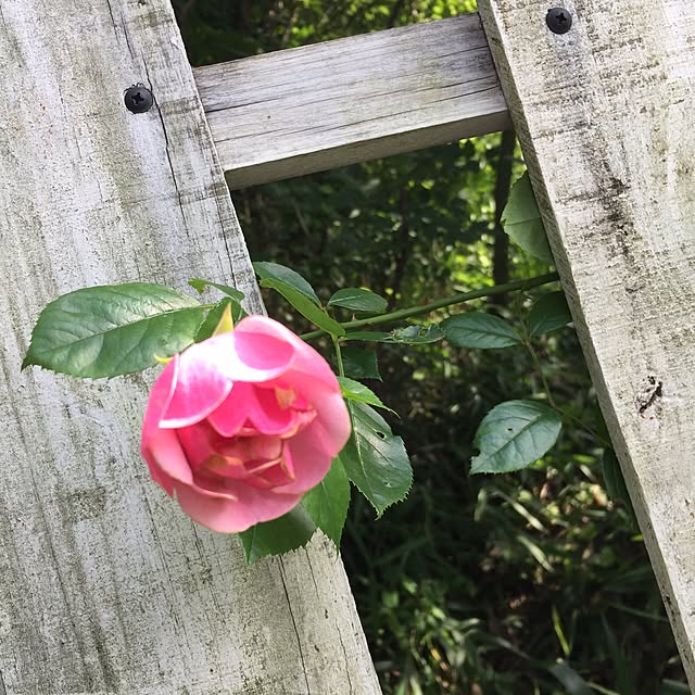 Naomiさんの実例写真