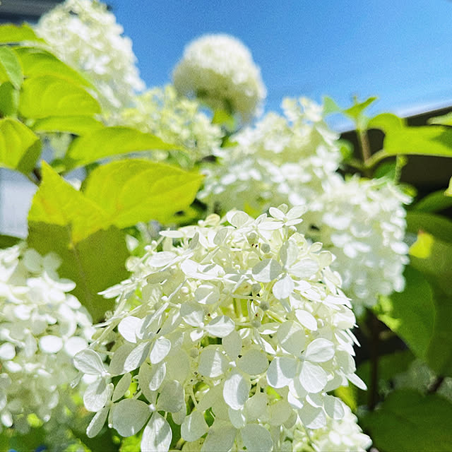 miechuraさんの実例写真