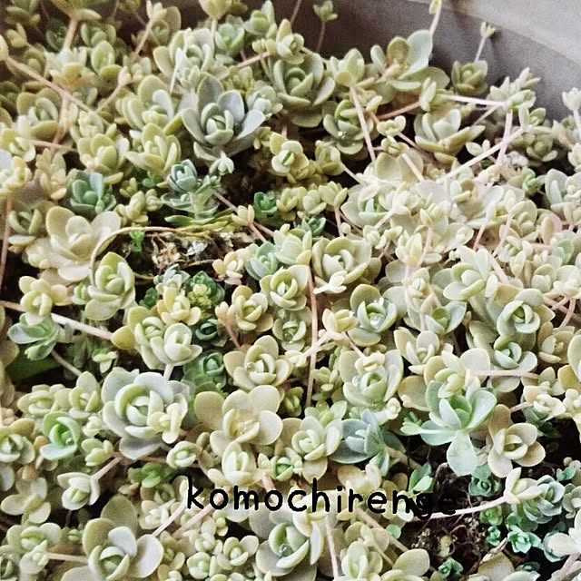 mokamokaさんの実例写真