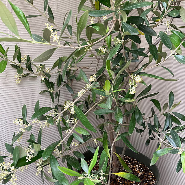 okkunさんの部屋
