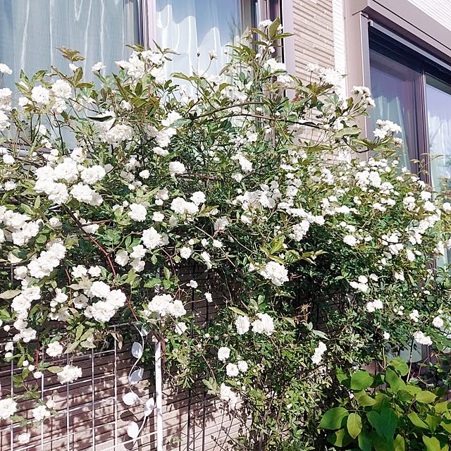 aikkoさんの部屋