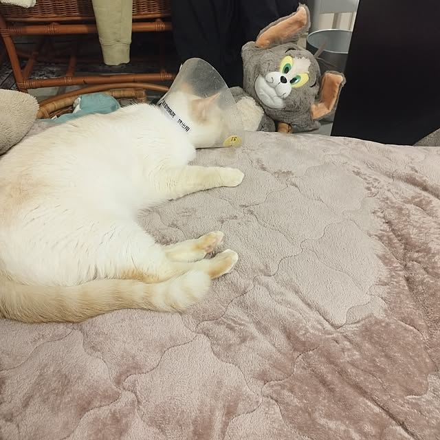 実例写真