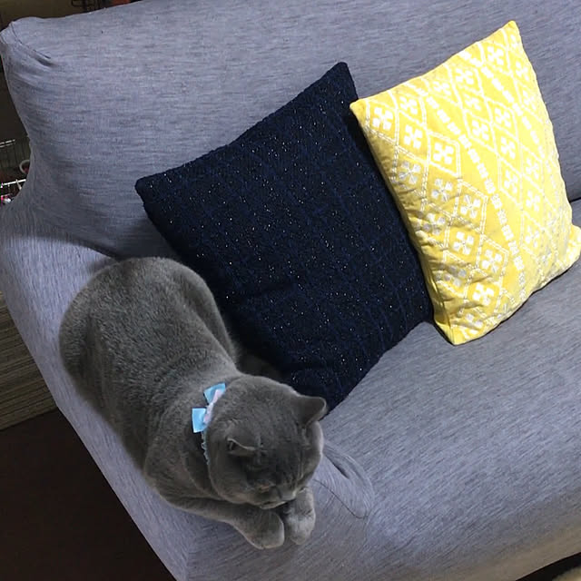 kittyさんの実例写真