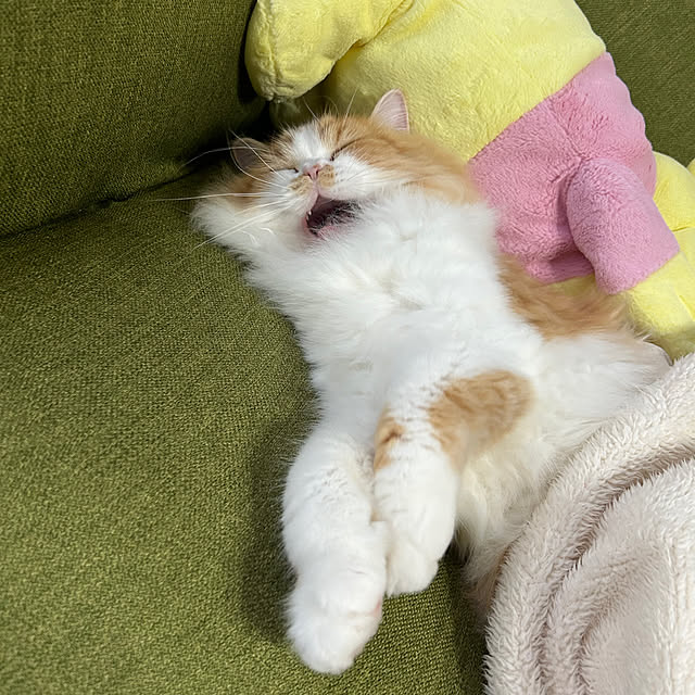 junさんの実例写真