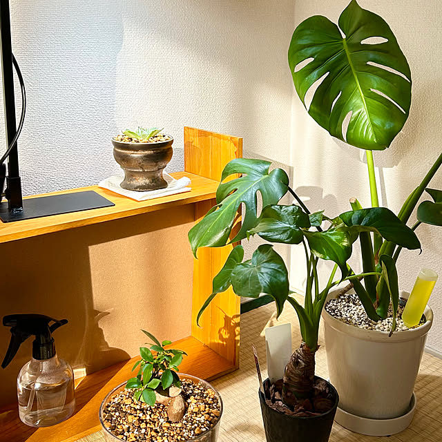 yuuさんの実例写真