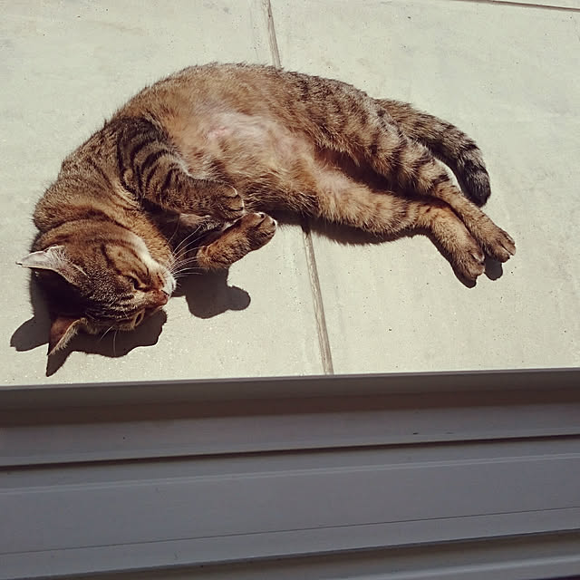 lilyさんの実例写真