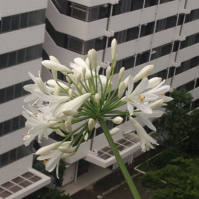 Shellwreathさんの実例写真