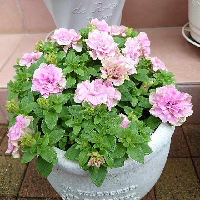 fleur-mamanさんの部屋