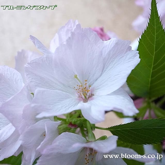 BloomingScapeさんの実例写真