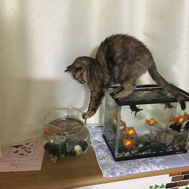keiko-sawakaさんの実例写真