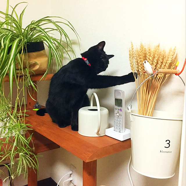 nanaさんの実例写真