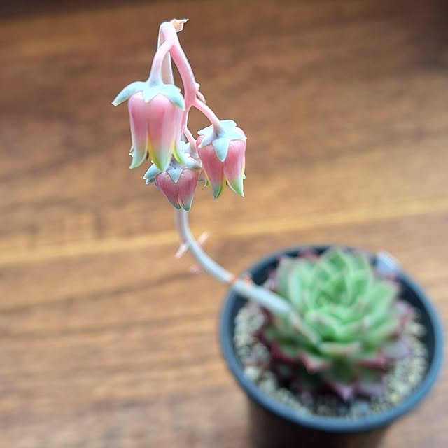 noaさんの実例写真