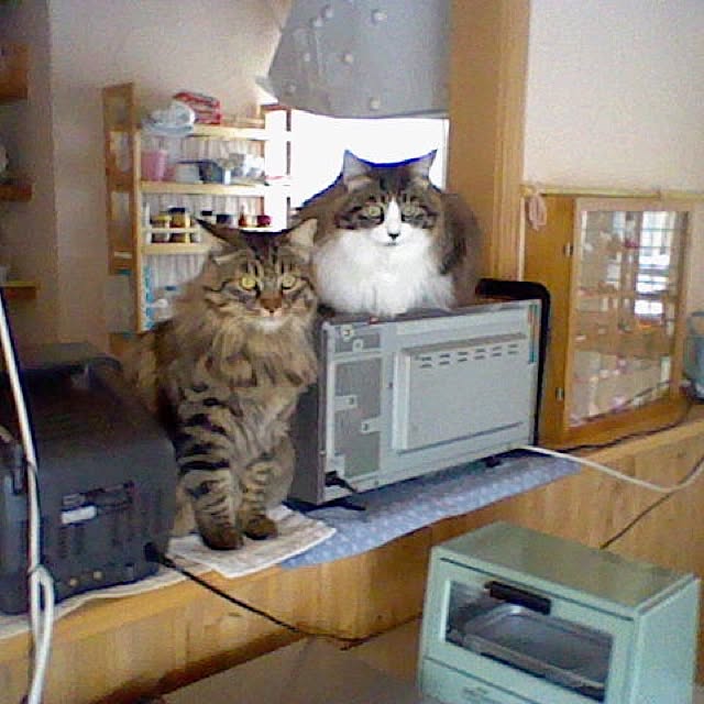 キッチンのインテリア実例 - 2016-10-06 13:08:14