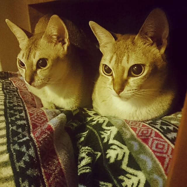 Jcさんの実例写真