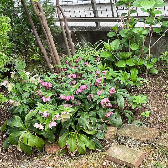 kappaさんの実例写真