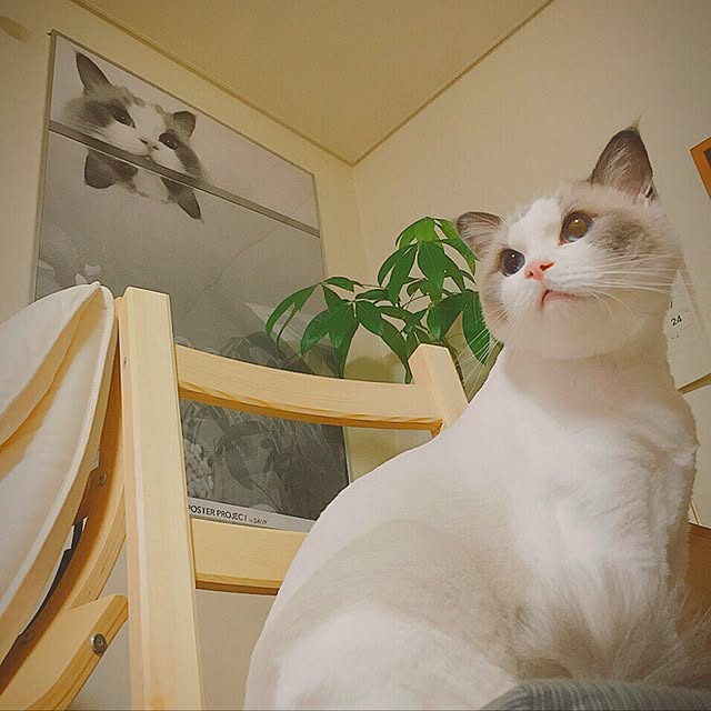linklinkさんの実例写真