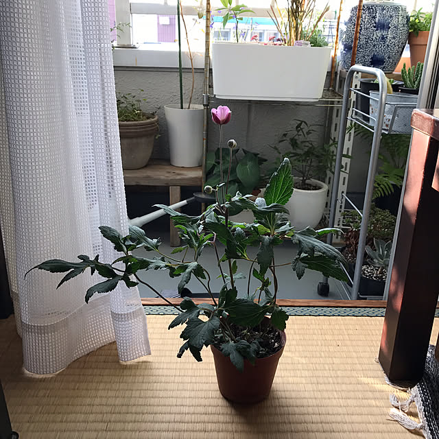 hittonさんの実例写真