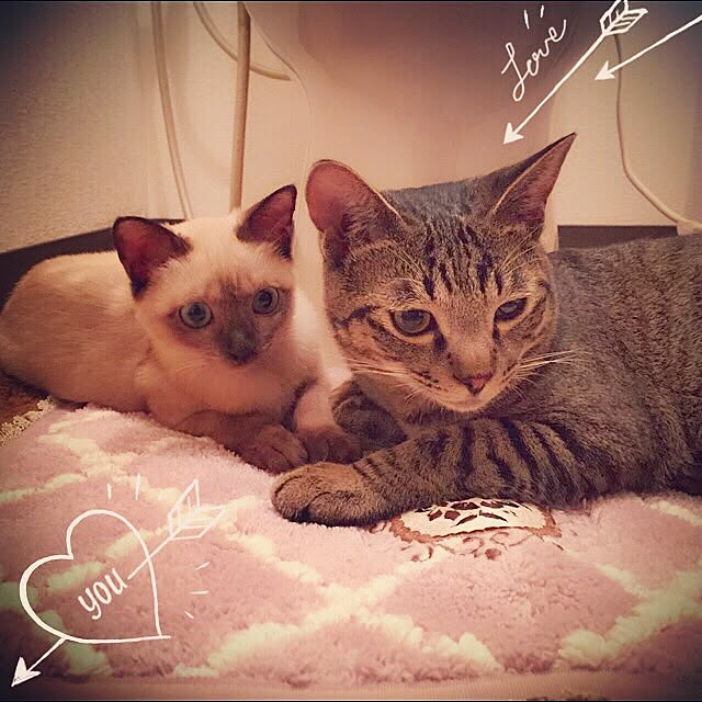 バス/トイレ/一人暮らし/ねこのいる日常のインテリア実例 - 2015-07-15 10:27:34