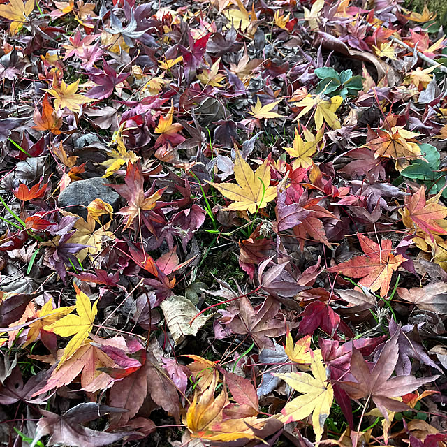 ikubooさんの部屋