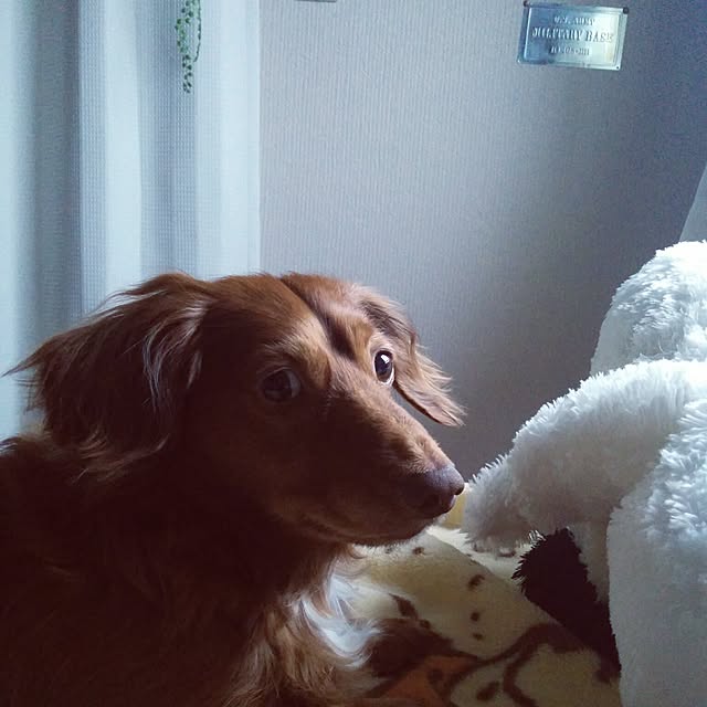 satoさんの実例写真