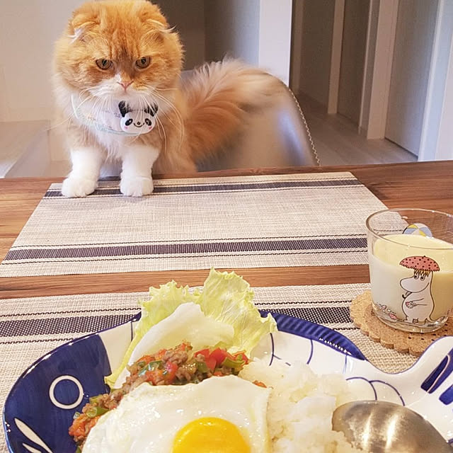机/ねこのいる日常/ねこと暮らす/ねこ部/ひまり...などのインテリア実例 - 2019-06-26 22:18:12