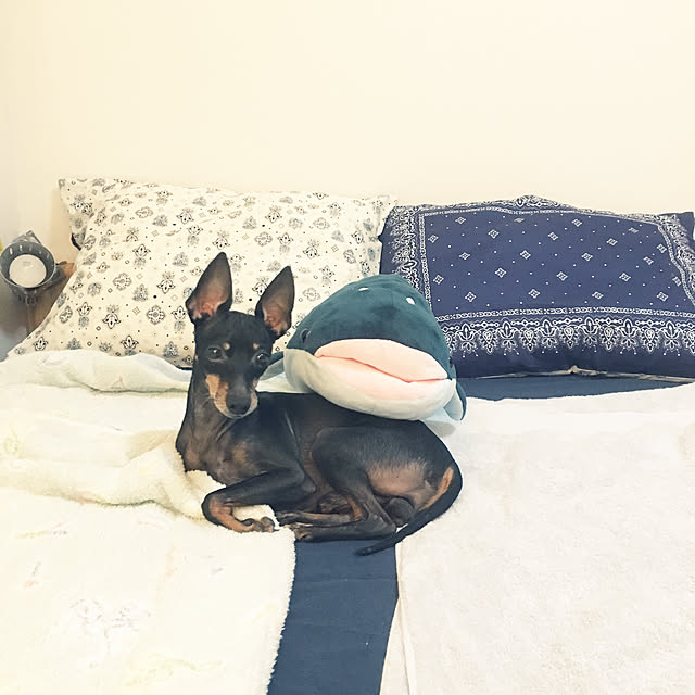 jolisukeさんの実例写真