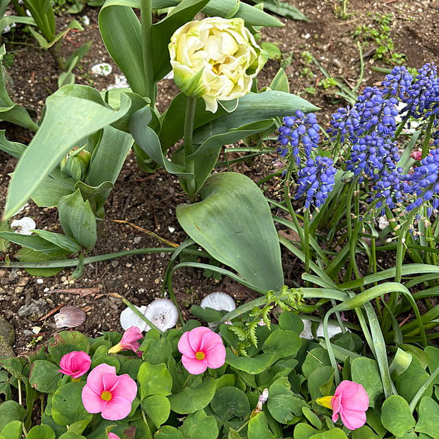 ChiCoさんの部屋