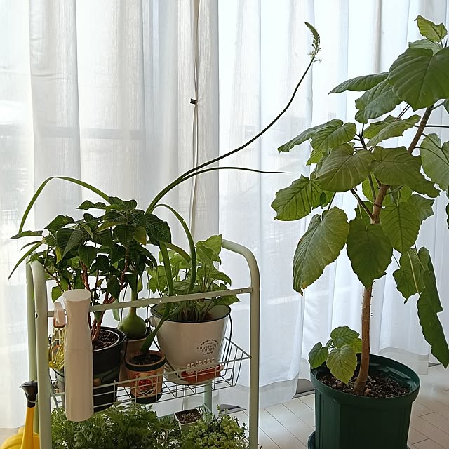 wanidaさんの部屋