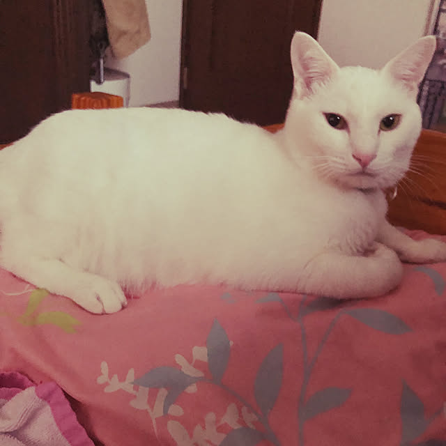 moyuhiさんの実例写真