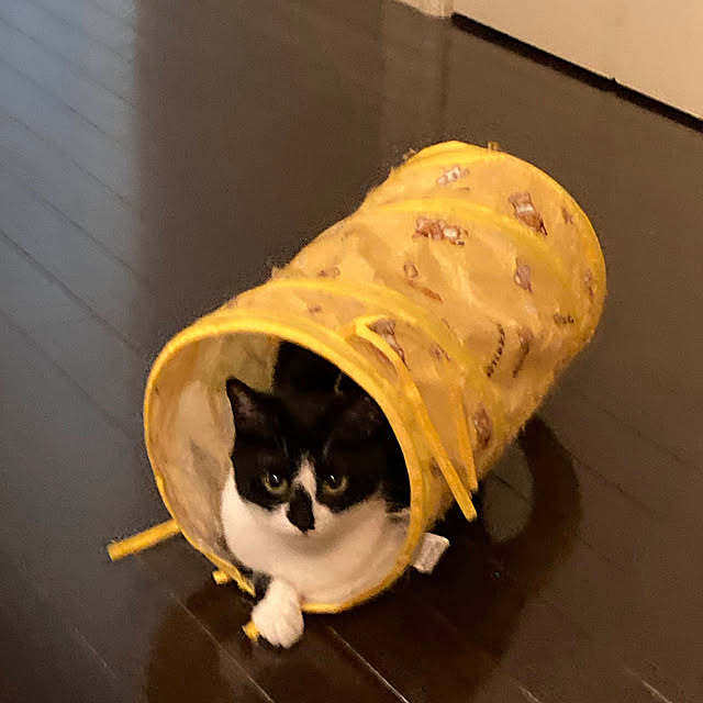 akuakuさんの実例写真