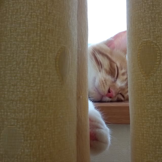 baronkotarouさんの実例写真