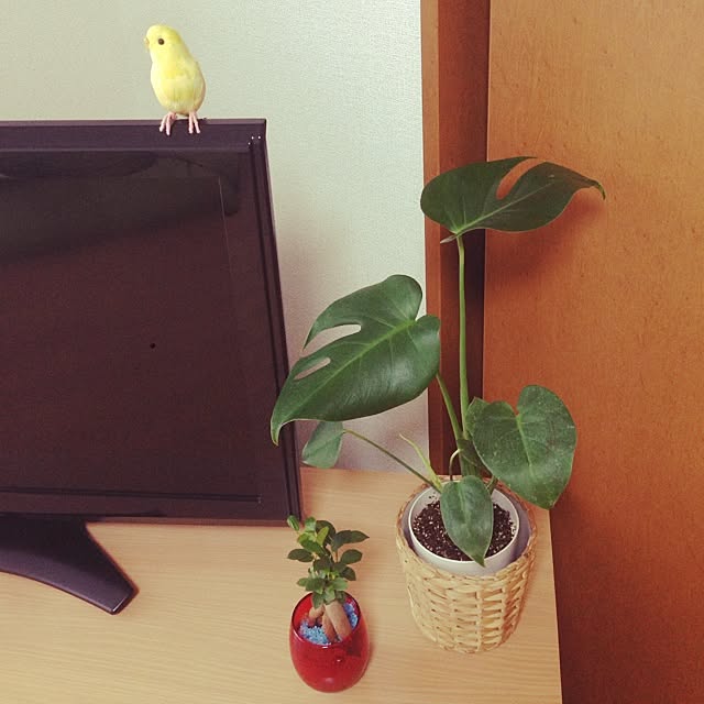 shirokinaさんの実例写真