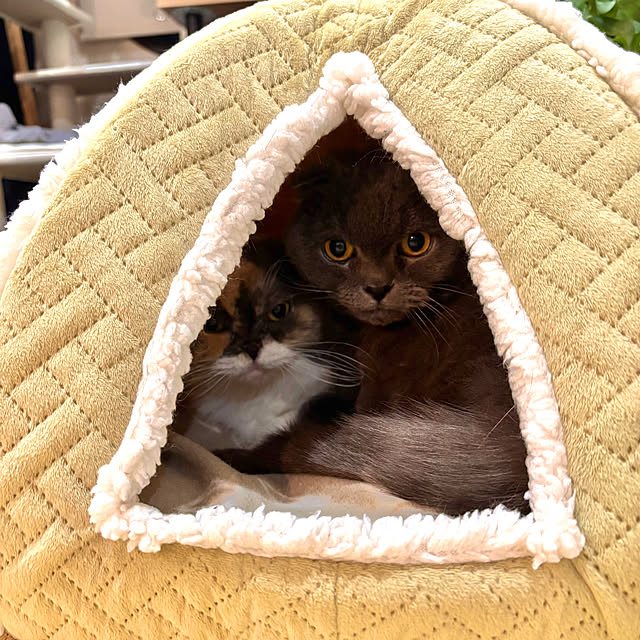 greycatsさんの部屋