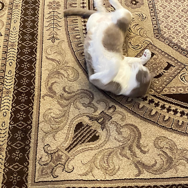taakoさんの実例写真