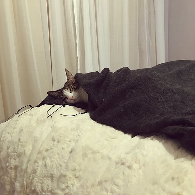 Shihoさんの実例写真