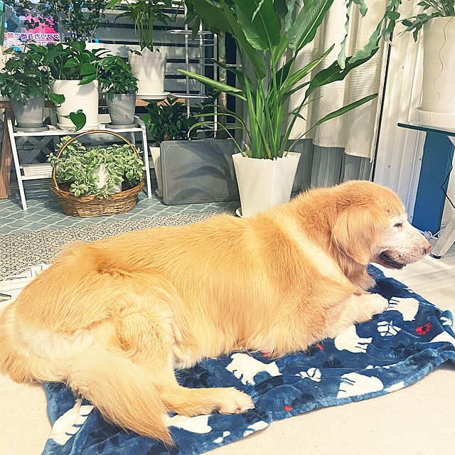 kanakoさんの実例写真