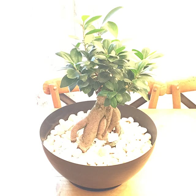 ayaroicoさんの実例写真