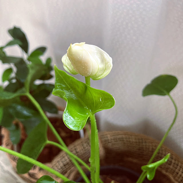 mommyさんの実例写真