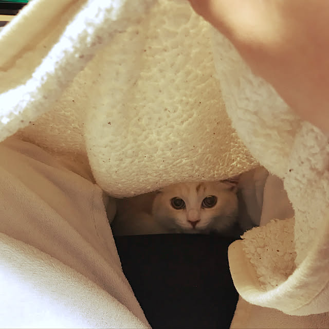 H.Tさんの実例写真